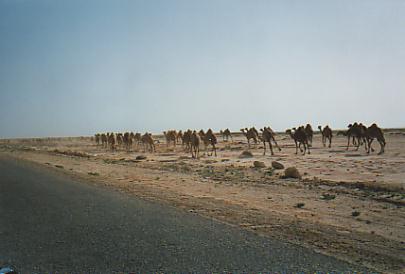 Kamelherde