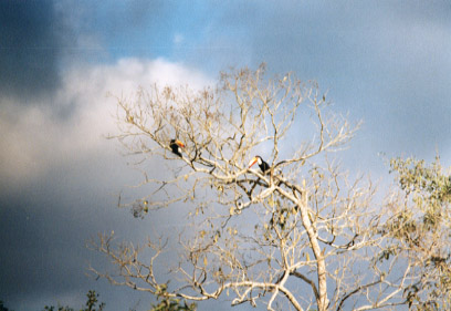 Tucanos