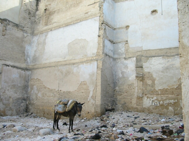 In einer Lichtung der Medina